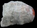 Pennsylvanian Aged Red Agatized Horn Coral - Utah #46733-1